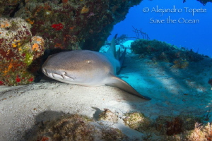 Nurse Shark in the Reef, Cozumel Mexico by Alejandro Topete 